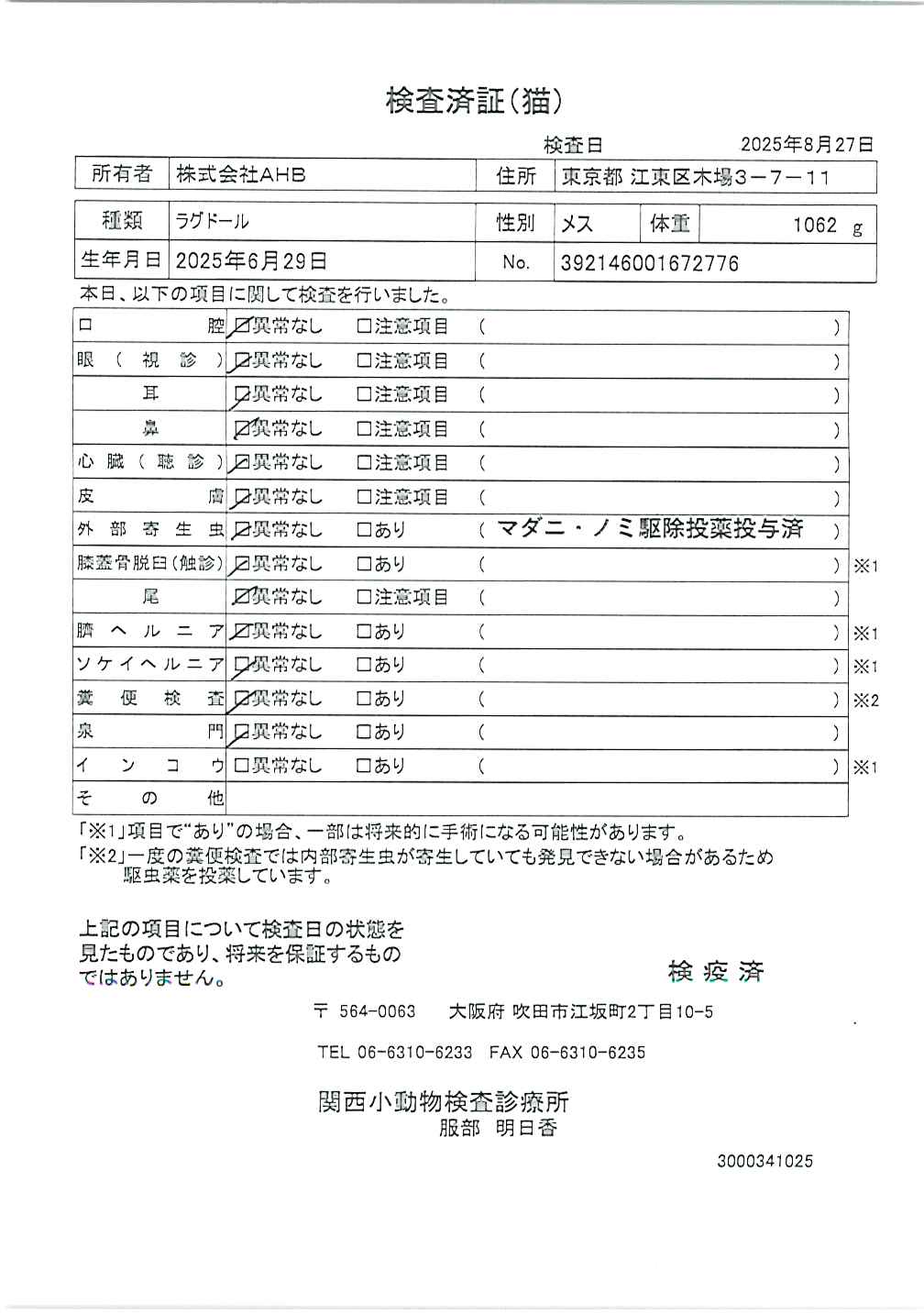 ラグドール
