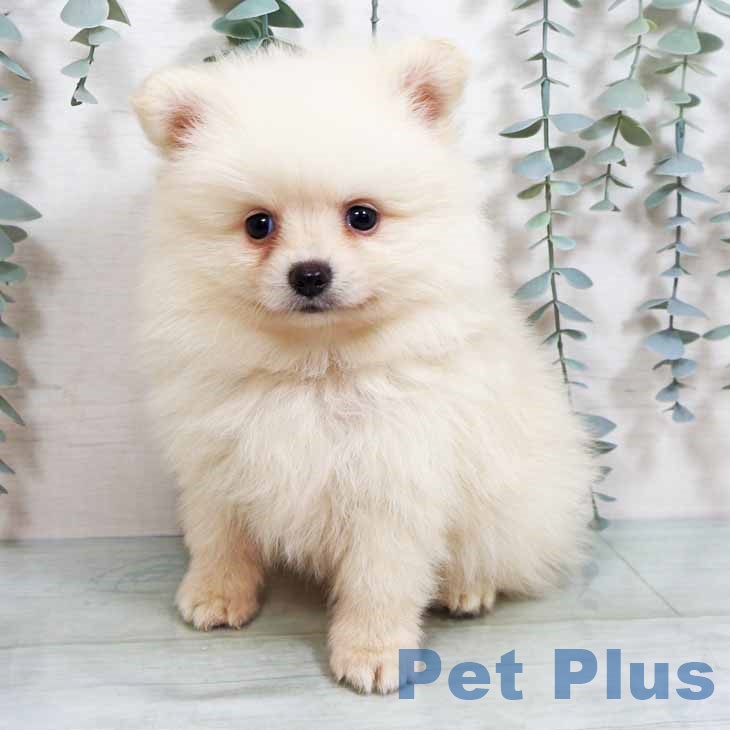 新潟県のポメラニアン (ペットプラス新潟南店/2025年6月30日生まれ/男の子/クリーム)の子犬