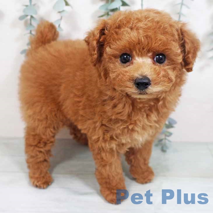新潟県のトイプードル(トイ) (ペットプラス新潟南店/2025年7月1日生まれ/女の子/レッド)の子犬