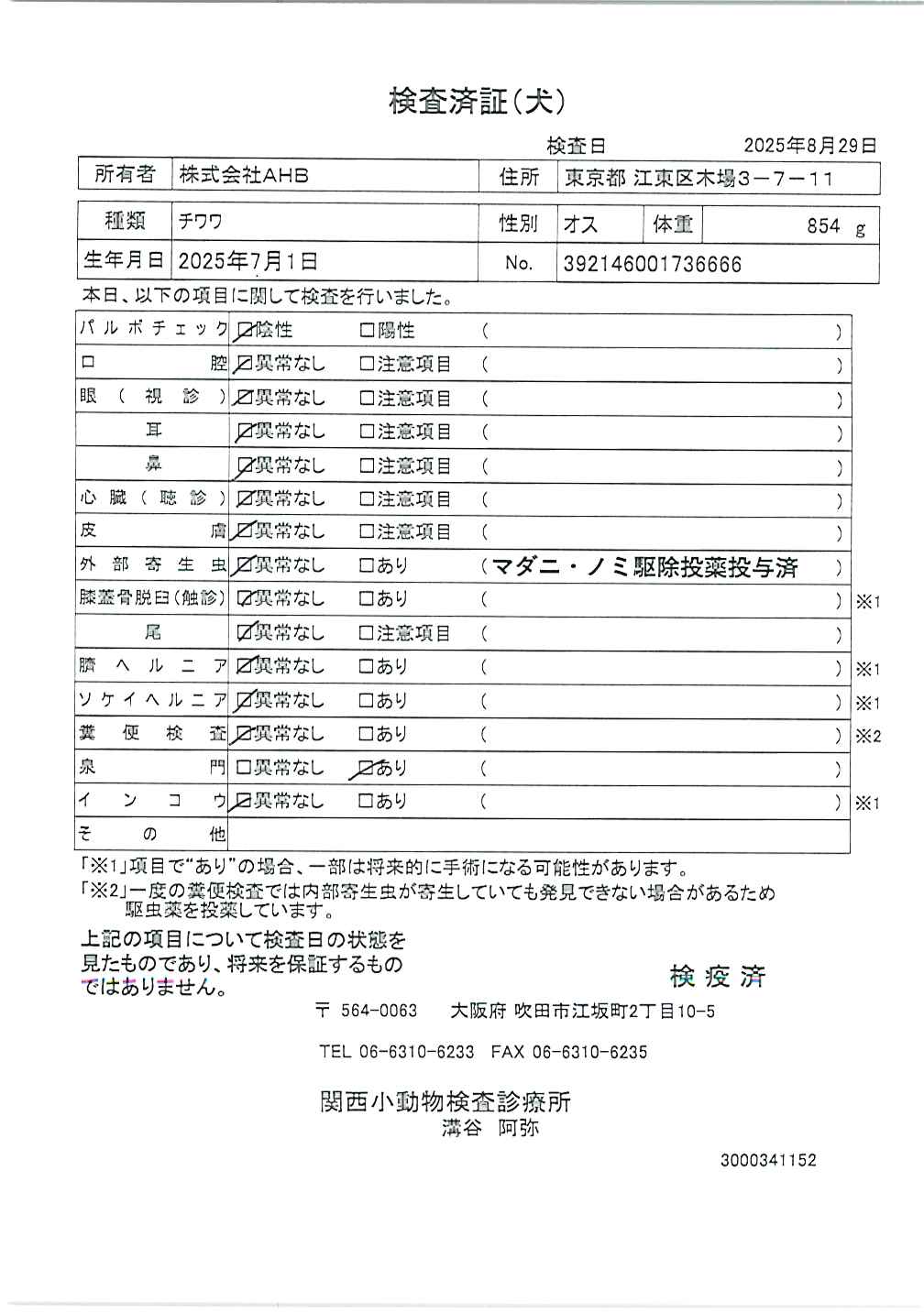 チワワ