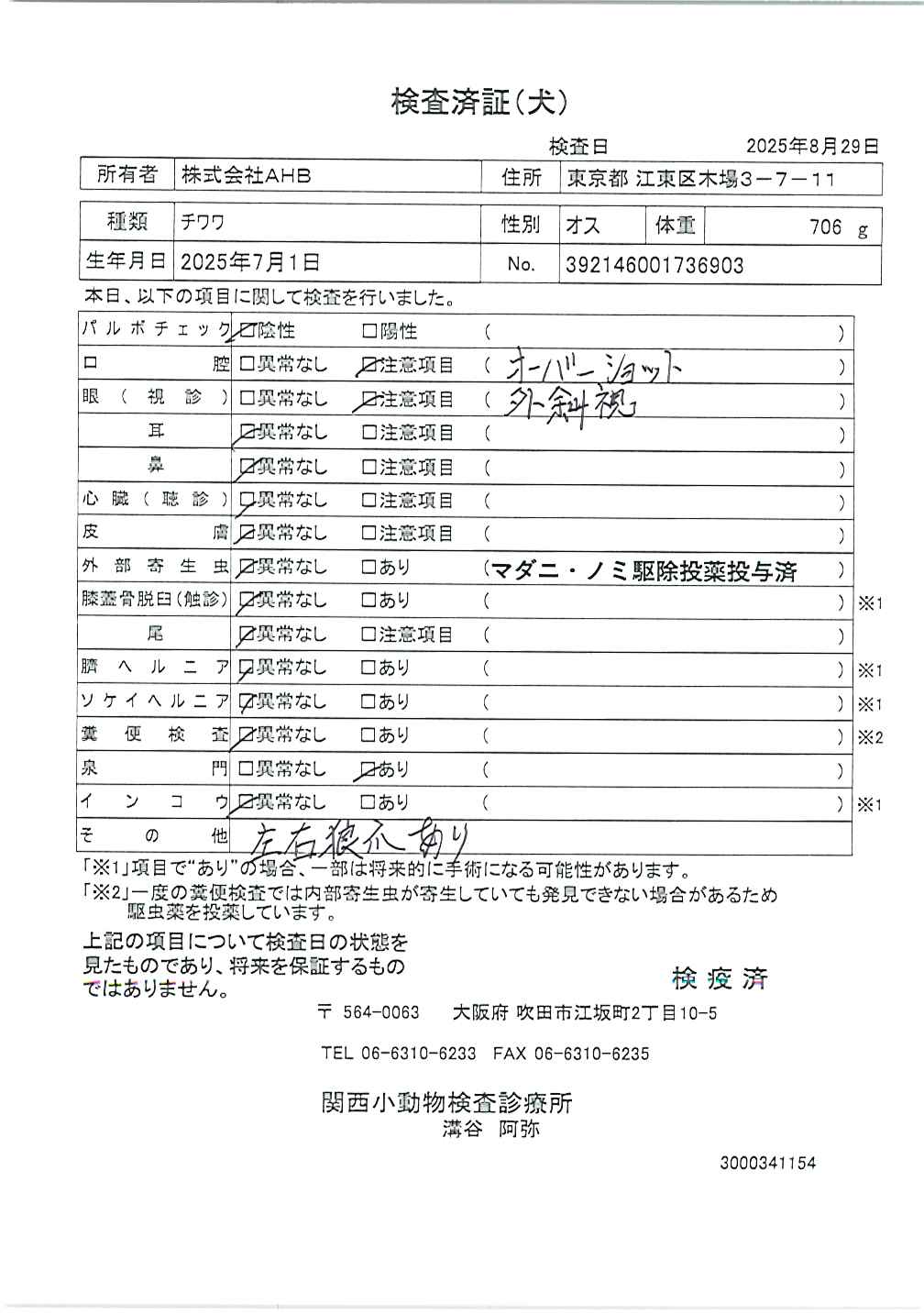 チワワ