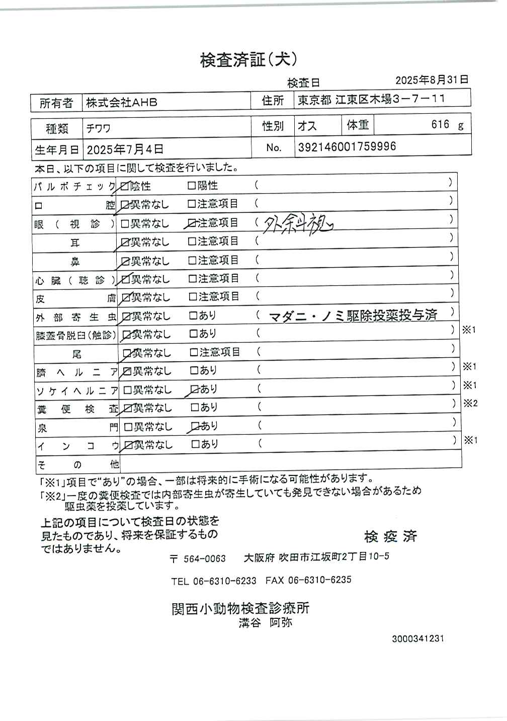 チワワ
