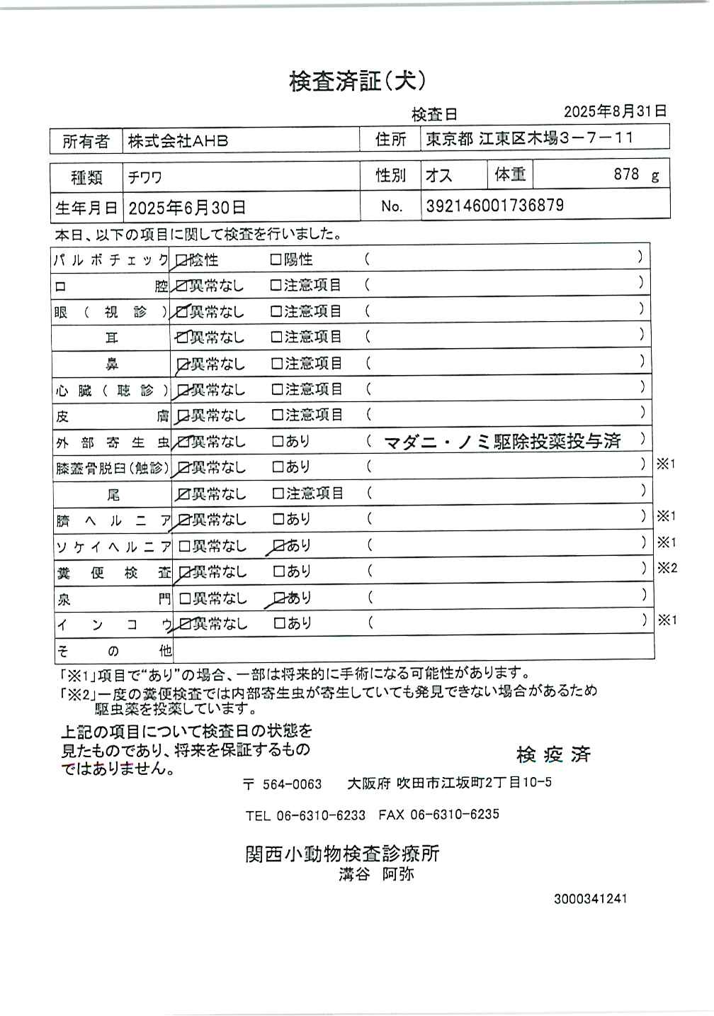 チワワ