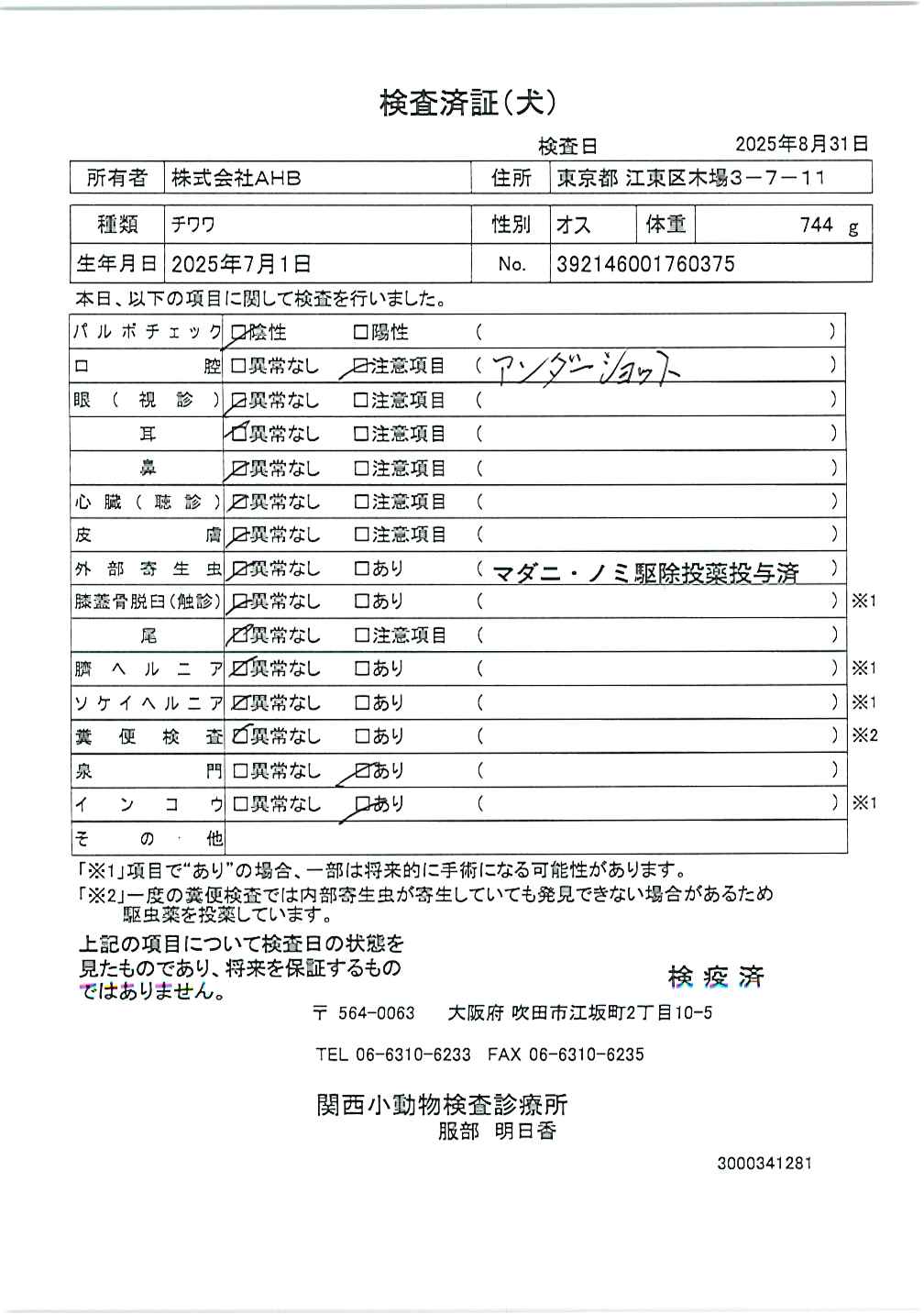 チワワ
