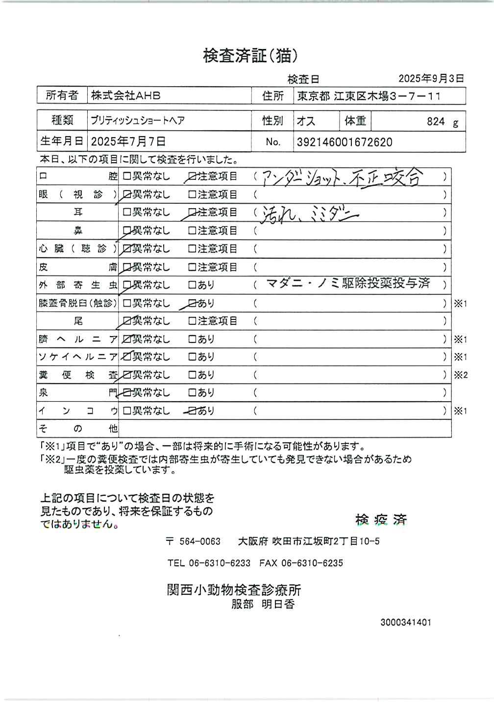 ブリティッシュショートヘア