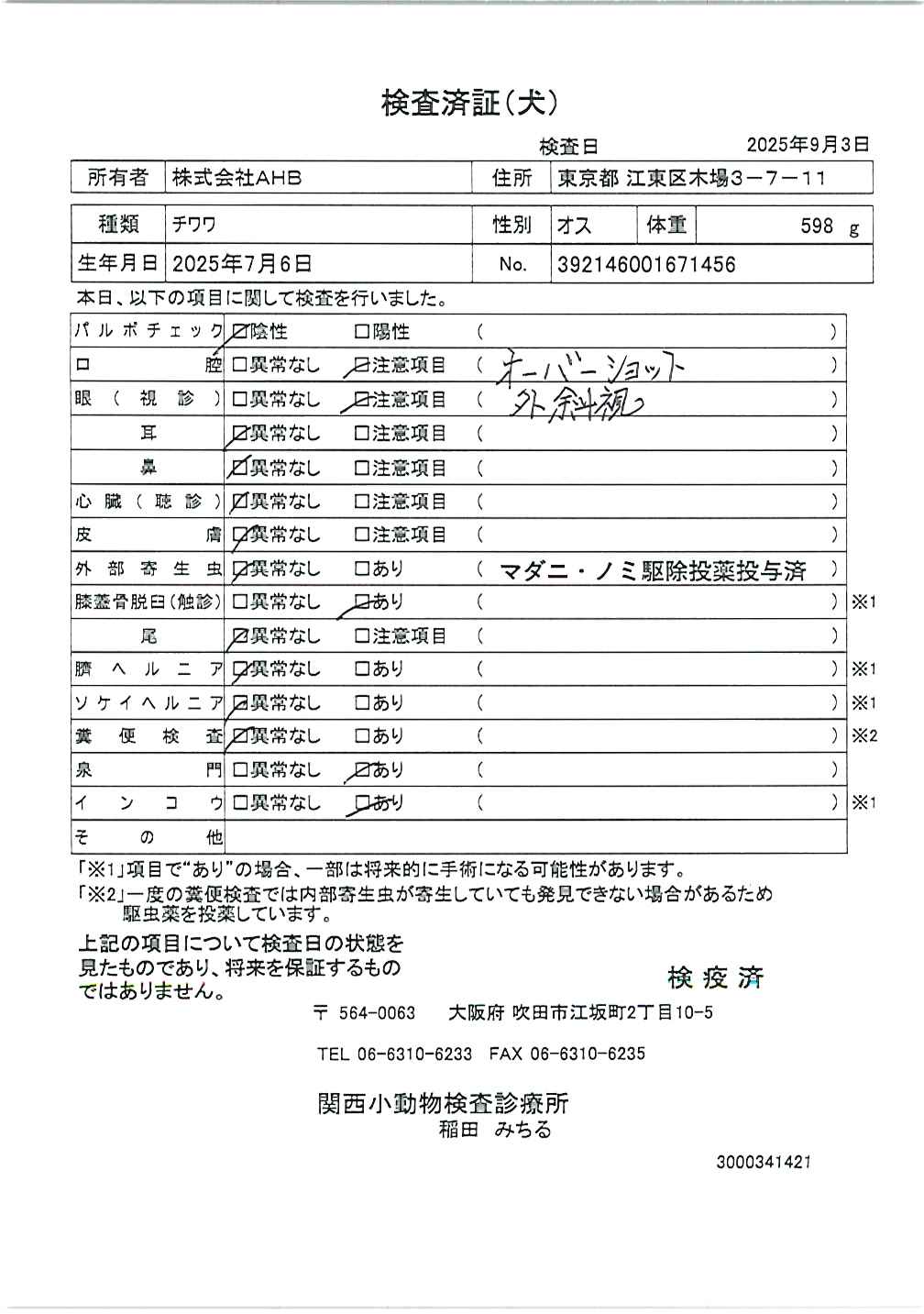 チワワ