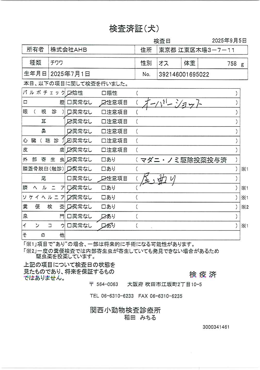 チワワ