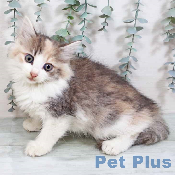ノルウェージャンフォレストキャットの写真2