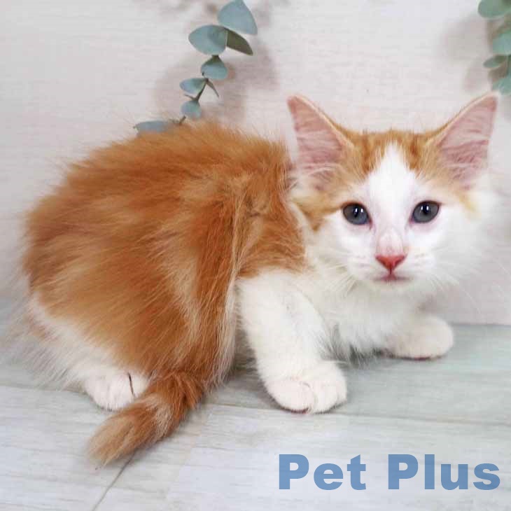 ノルウェージャンフォレストキャットの写真2