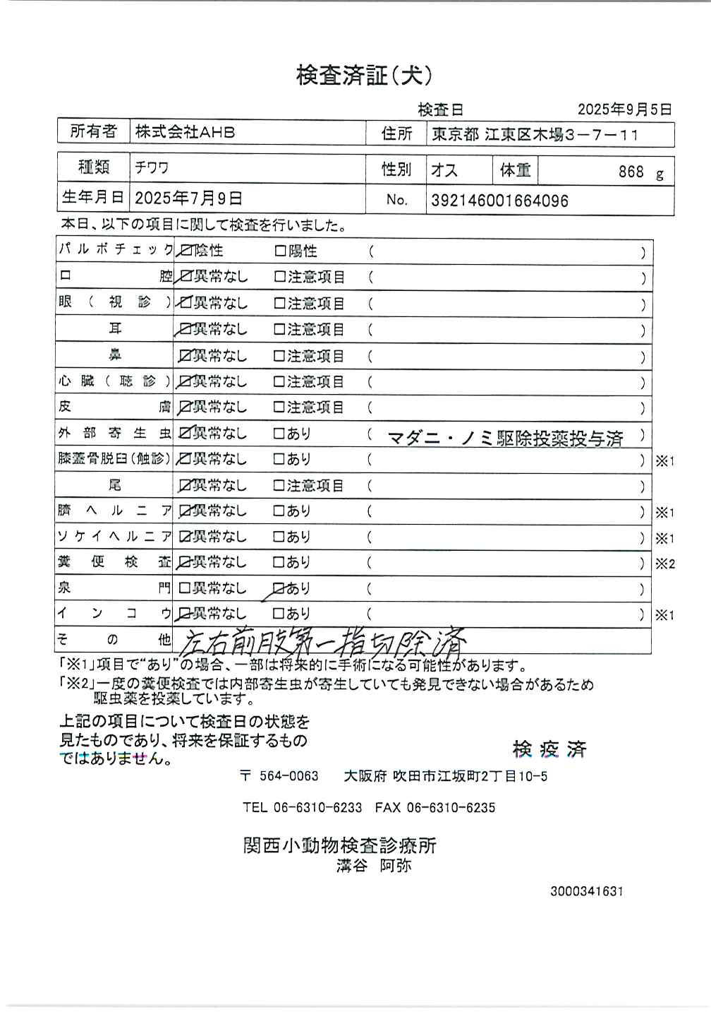 チワワ