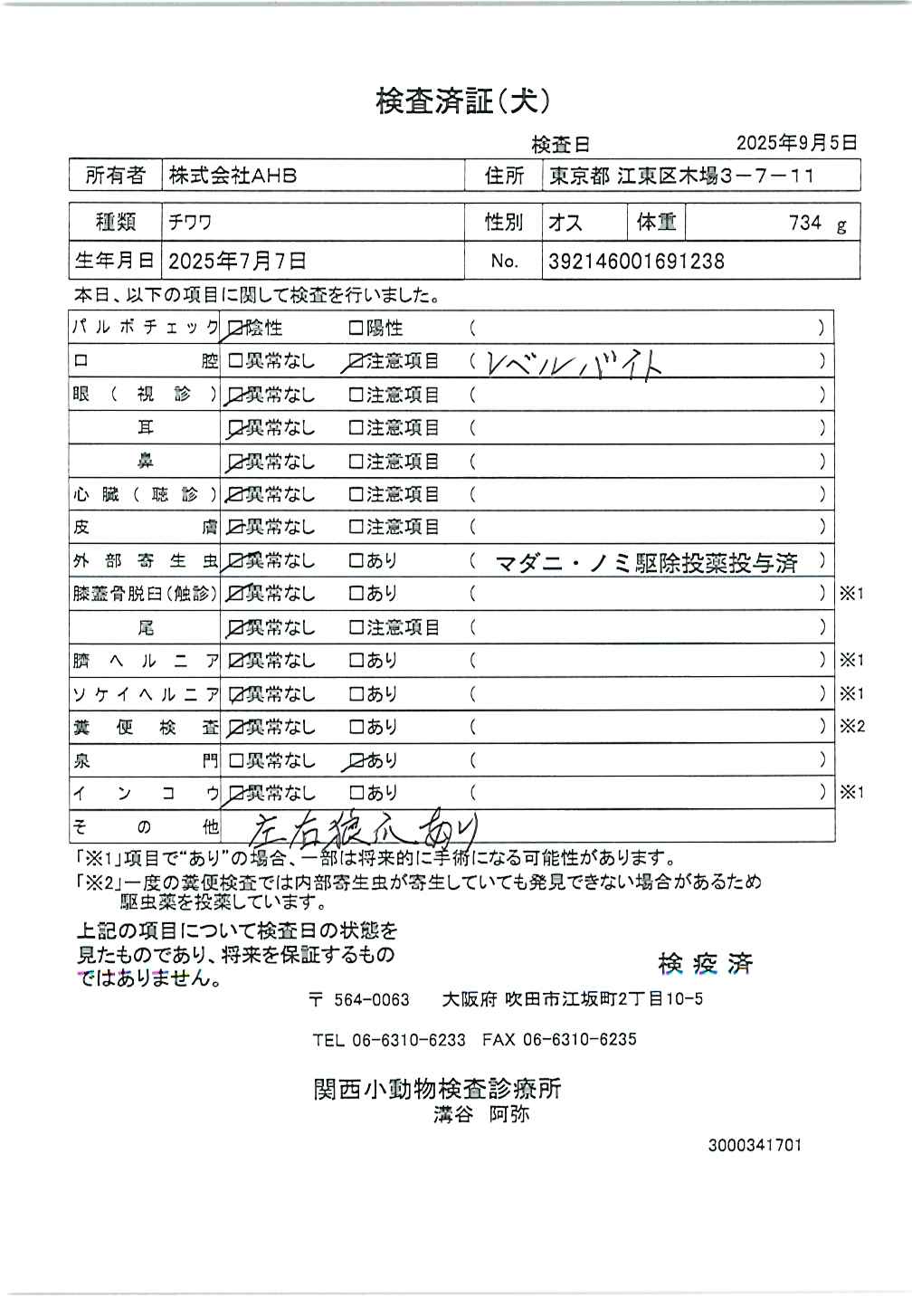 チワワ