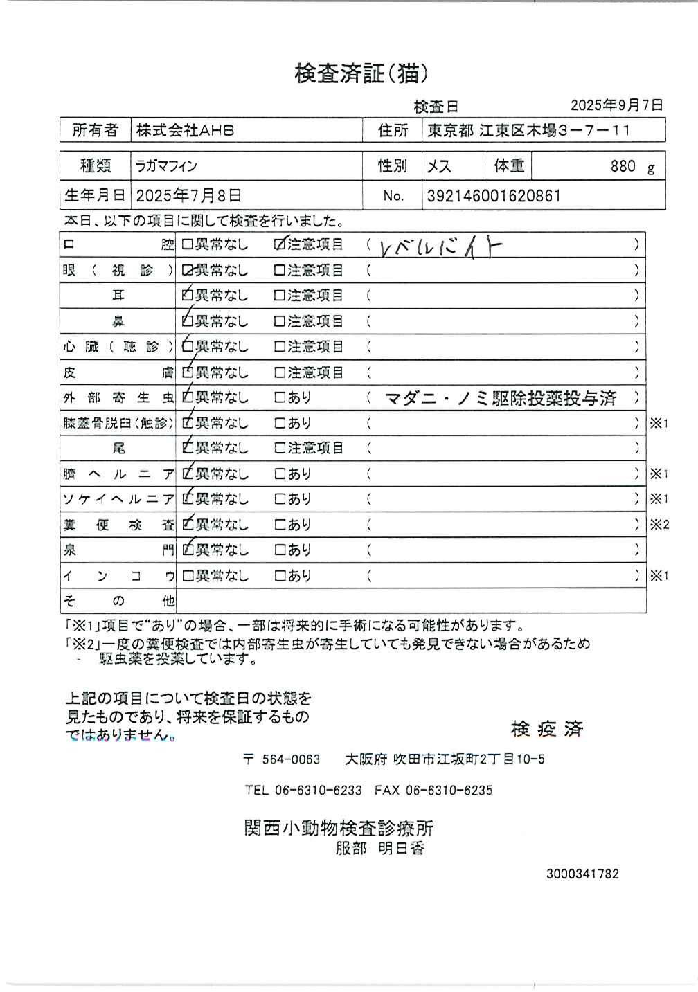 ラガマフィン