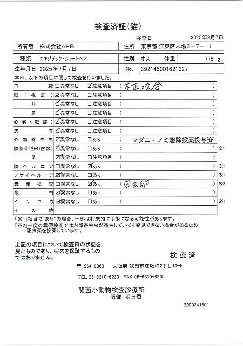 エキゾチック・ショートヘア