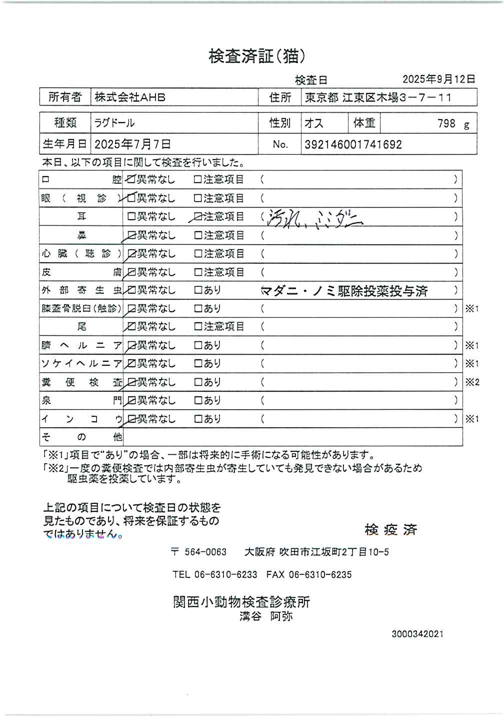 ラグドール
