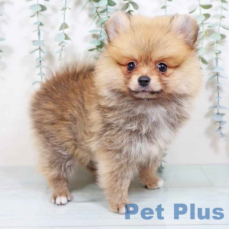 山形県のポメラニアン (ペットプラス天童店/2025年7月15日生まれ/女の子/オレンジ)の子犬の2枚目の画像