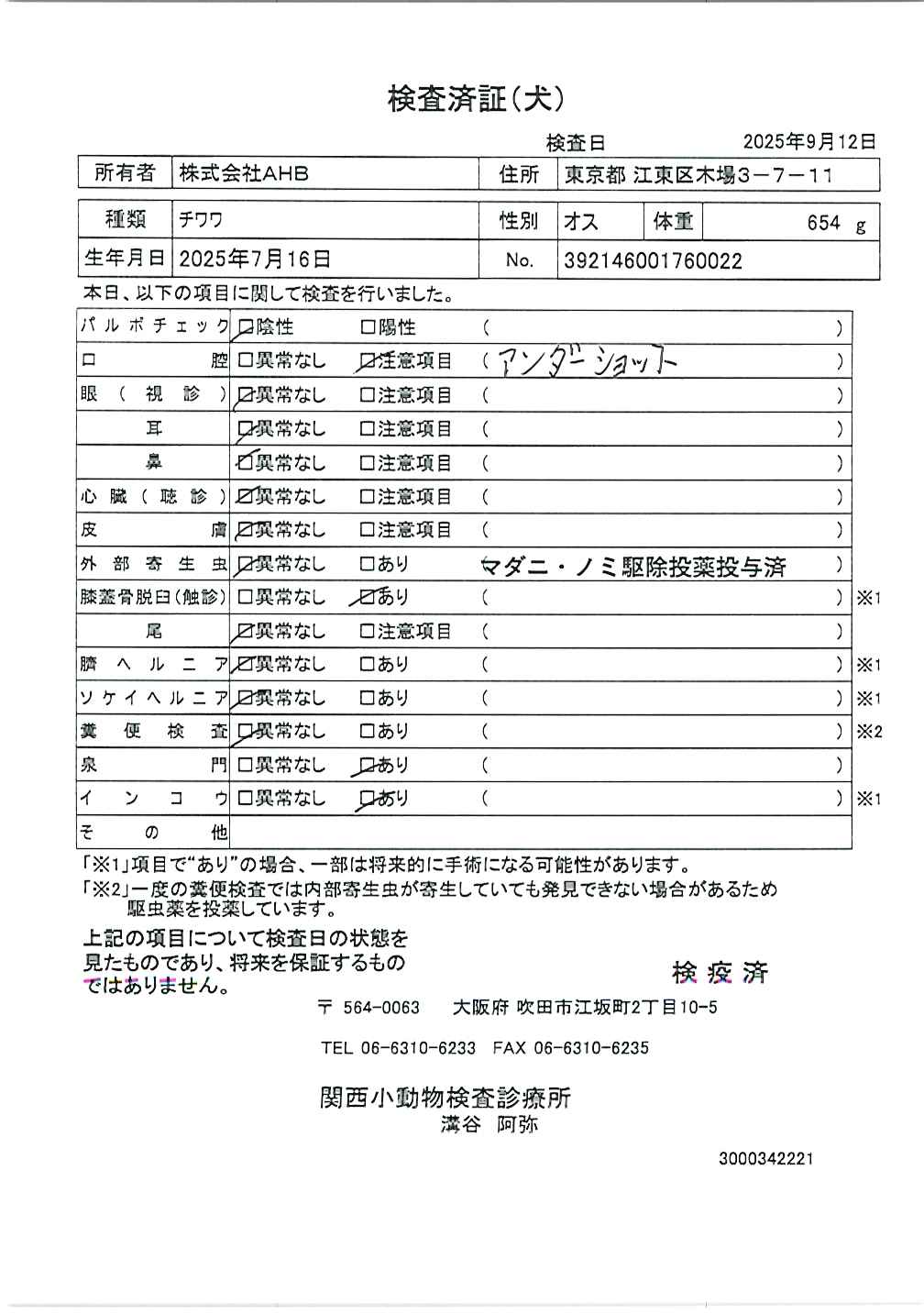 チワワ