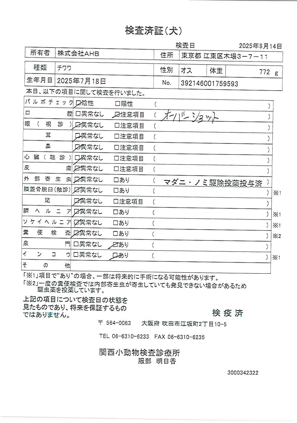 チワワ