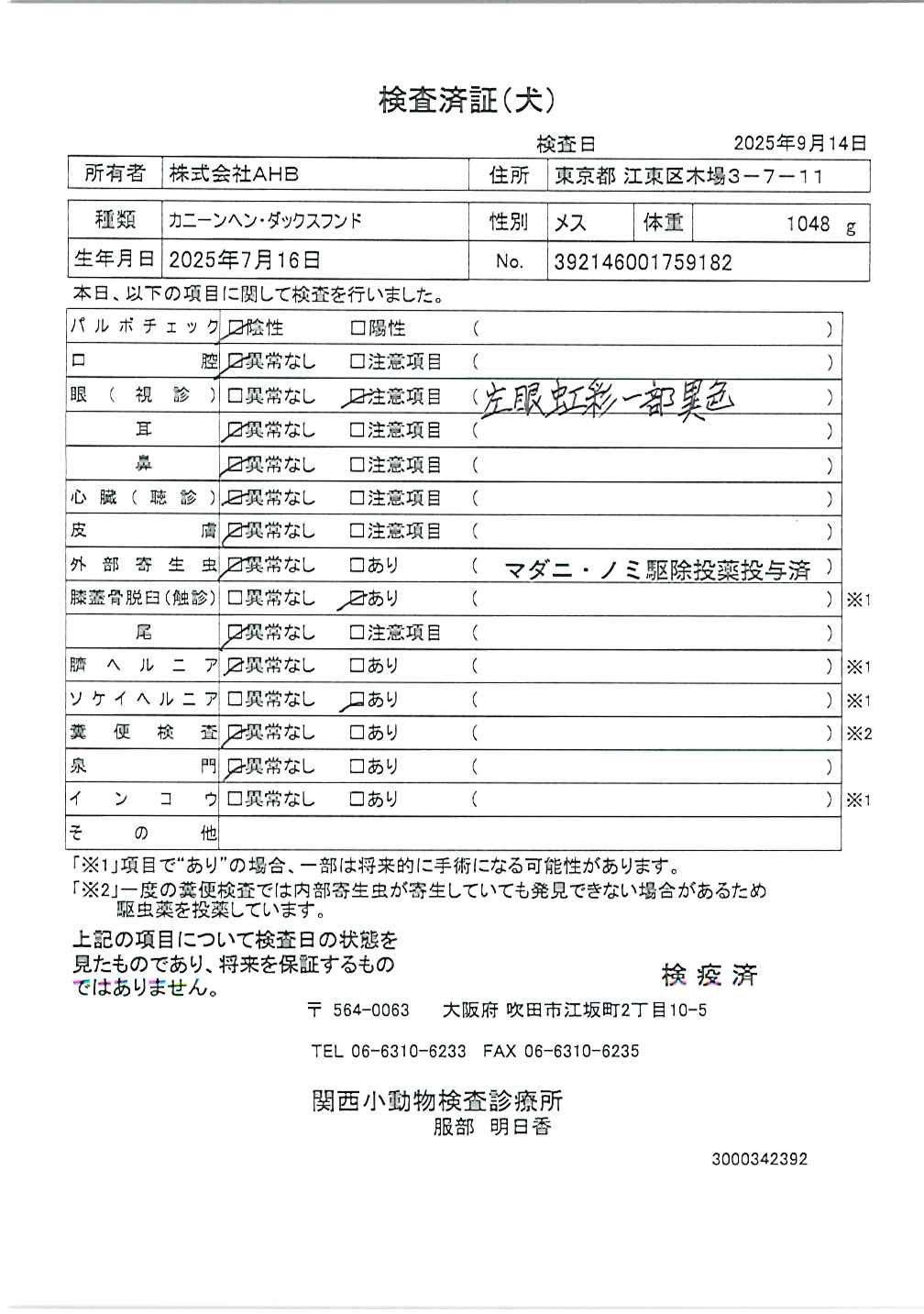 カニーンヘン・ダックスフンド