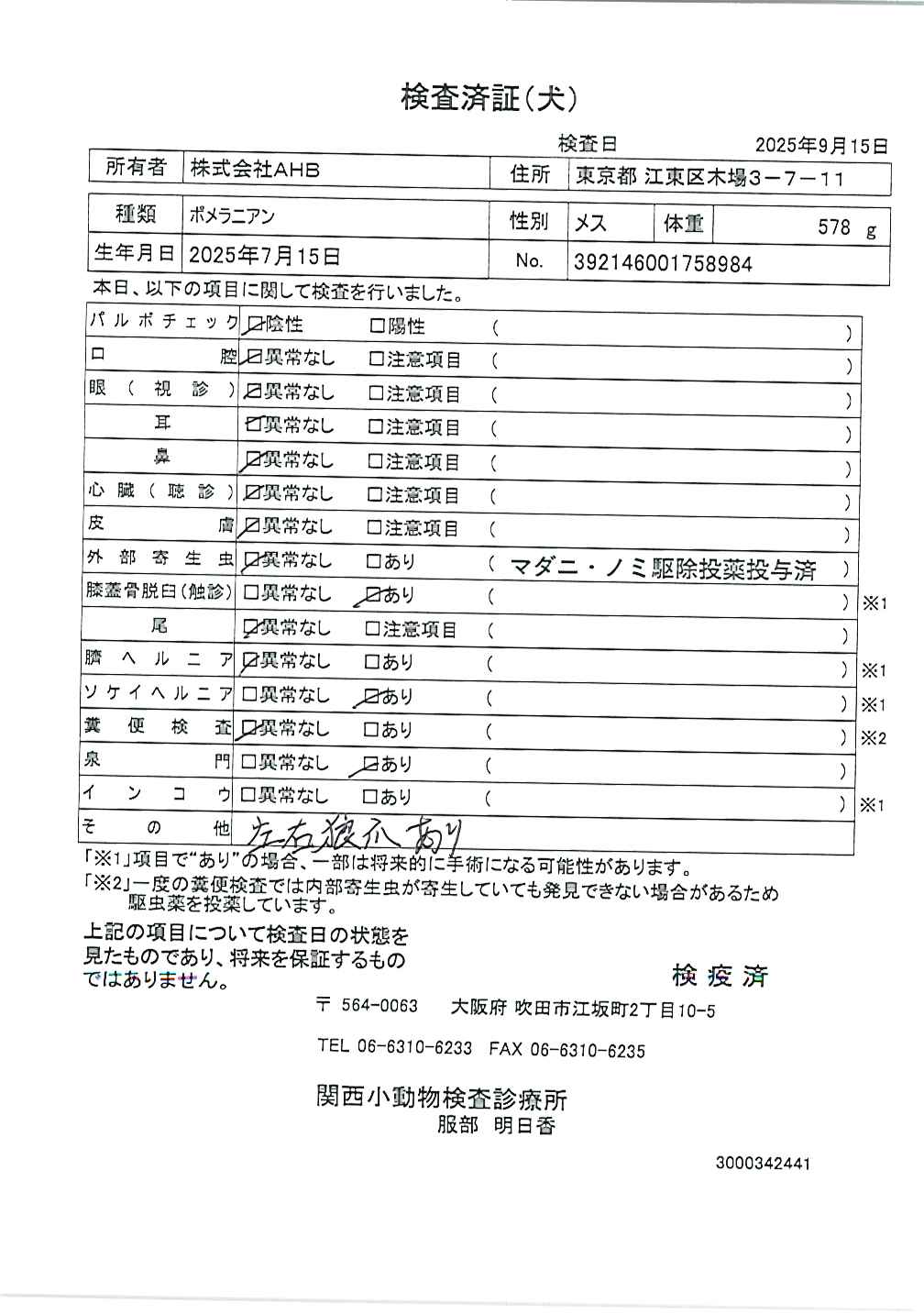 ポメラニアン