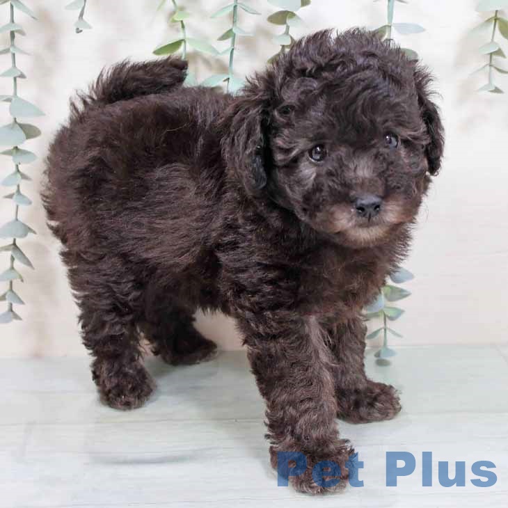 大阪府のトイプードル(トイ) (ペットプラスイオン大日店/2025年7月22日生まれ/女の子/シルバー)の子犬の1枚目の画像