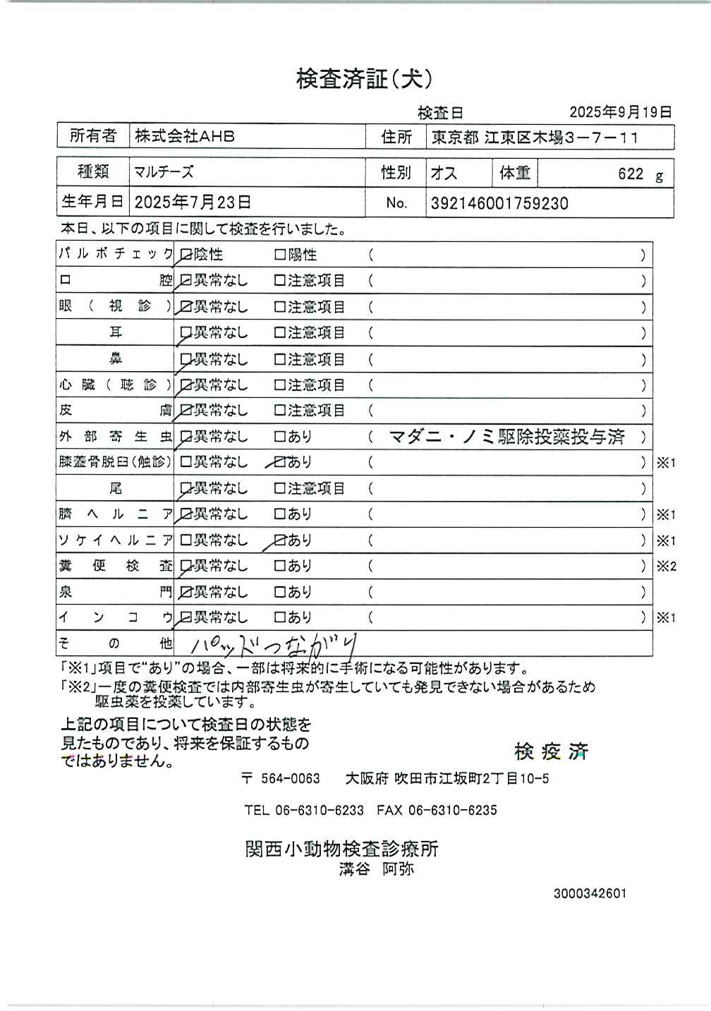 マルチーズ