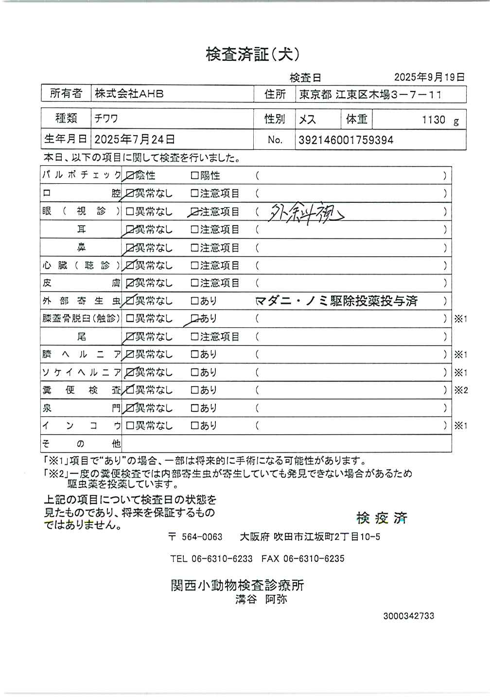 チワワ