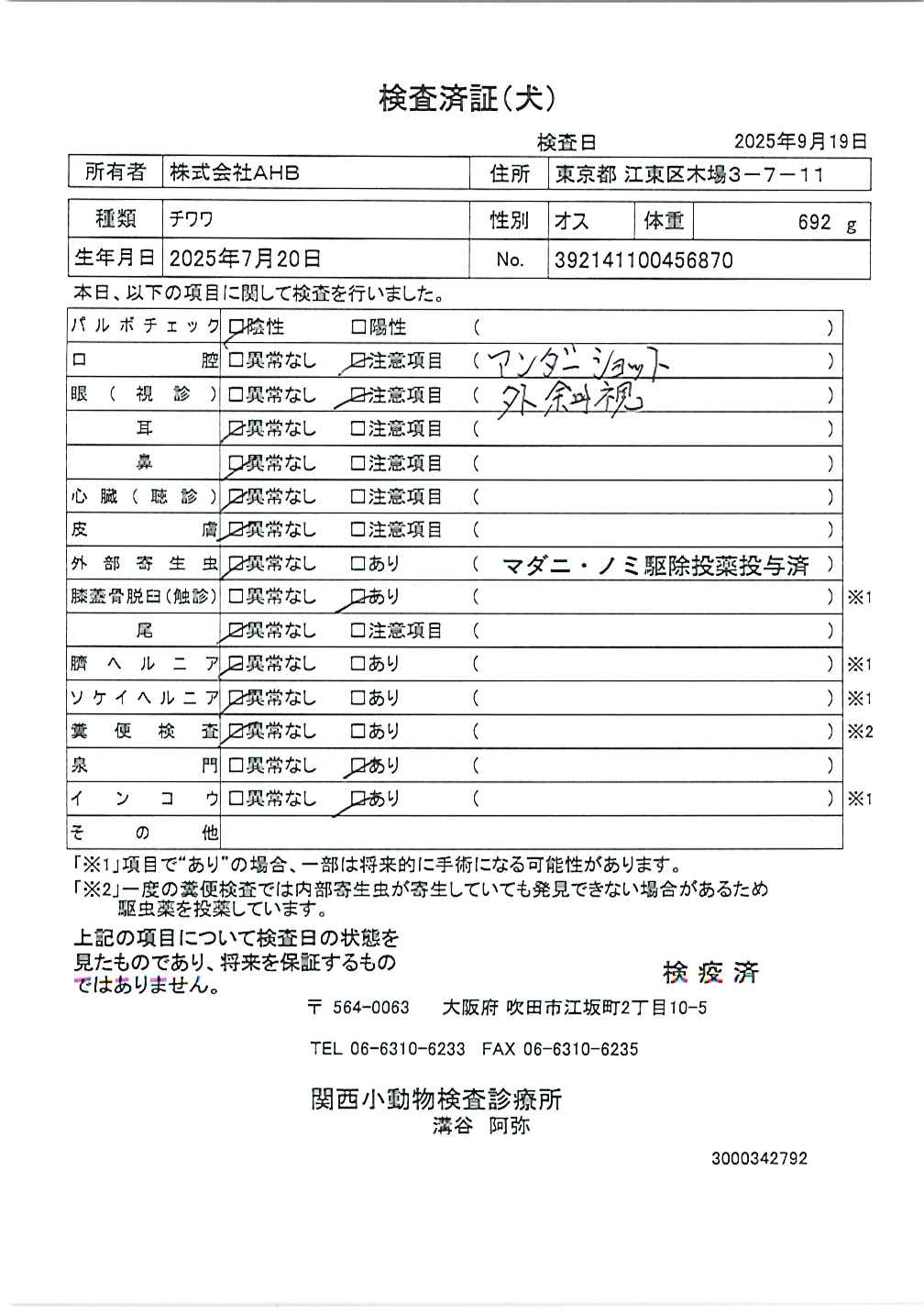 チワワ