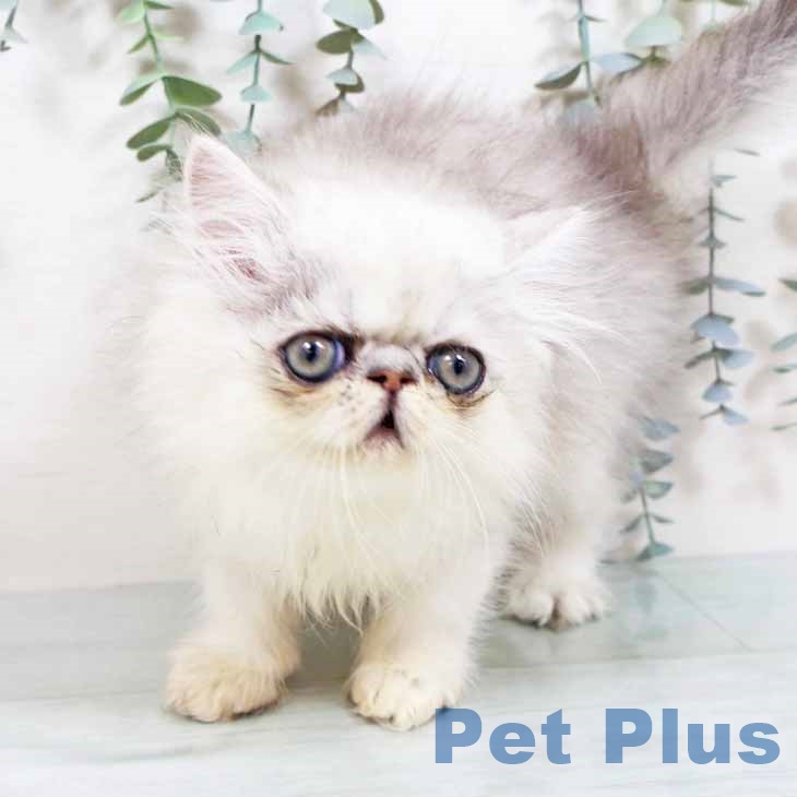 ペルシャの写真2