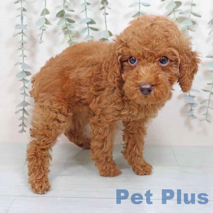 京都府のトイプードル(トイ) (ペットプラス久御山店/2025年7月19日生まれ/男の子/レッド)の子犬の1枚目の画像