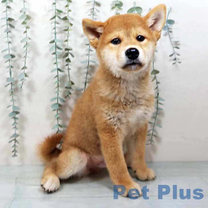 大阪府の柴犬(標準サイズ) (ペットプラスりんくう泉南店/2025年7月23日生まれ/男の子/赤)の子犬