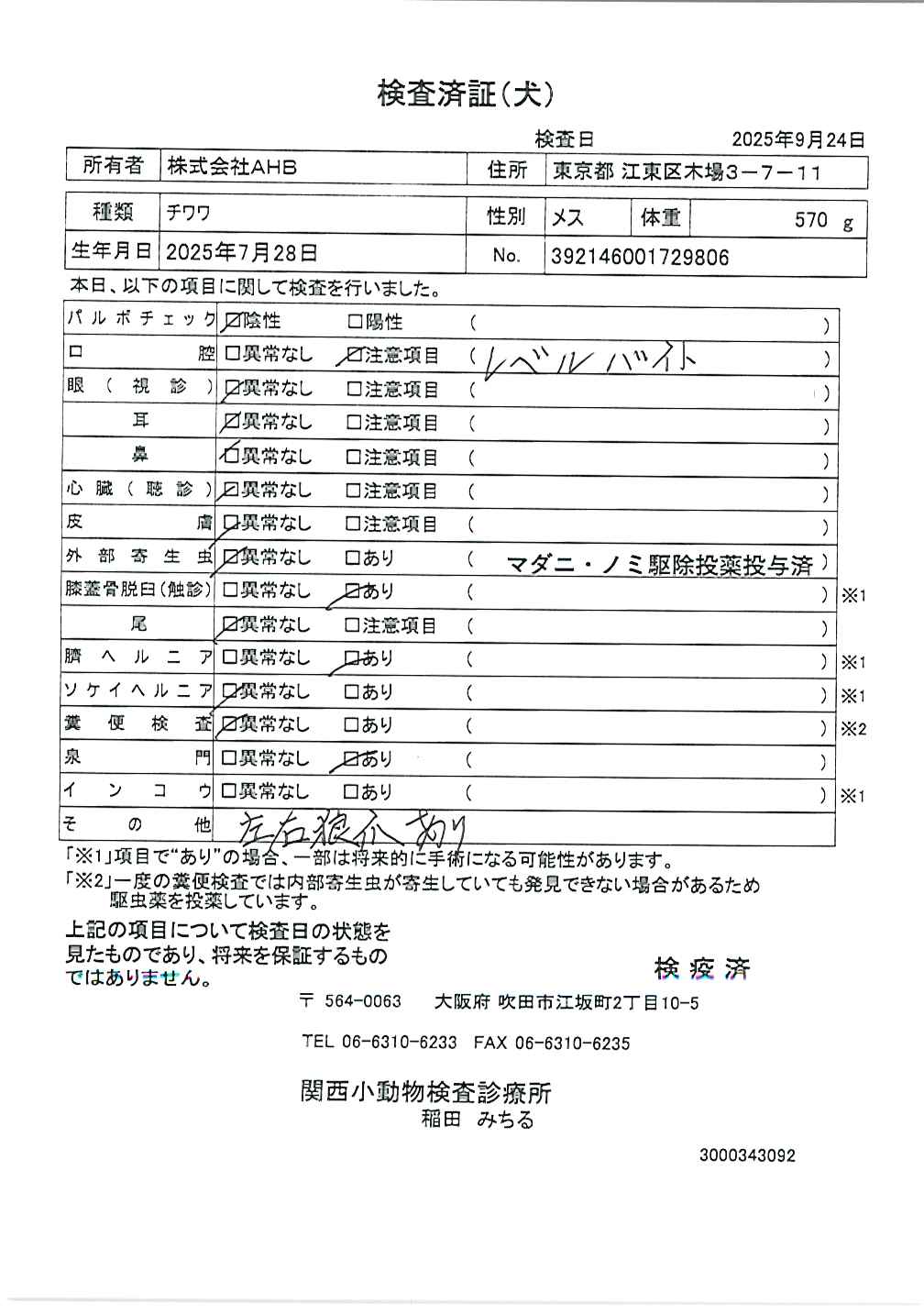 チワワ