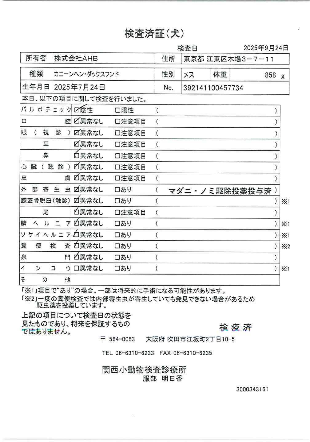 カニーンヘン・ダックスフンド