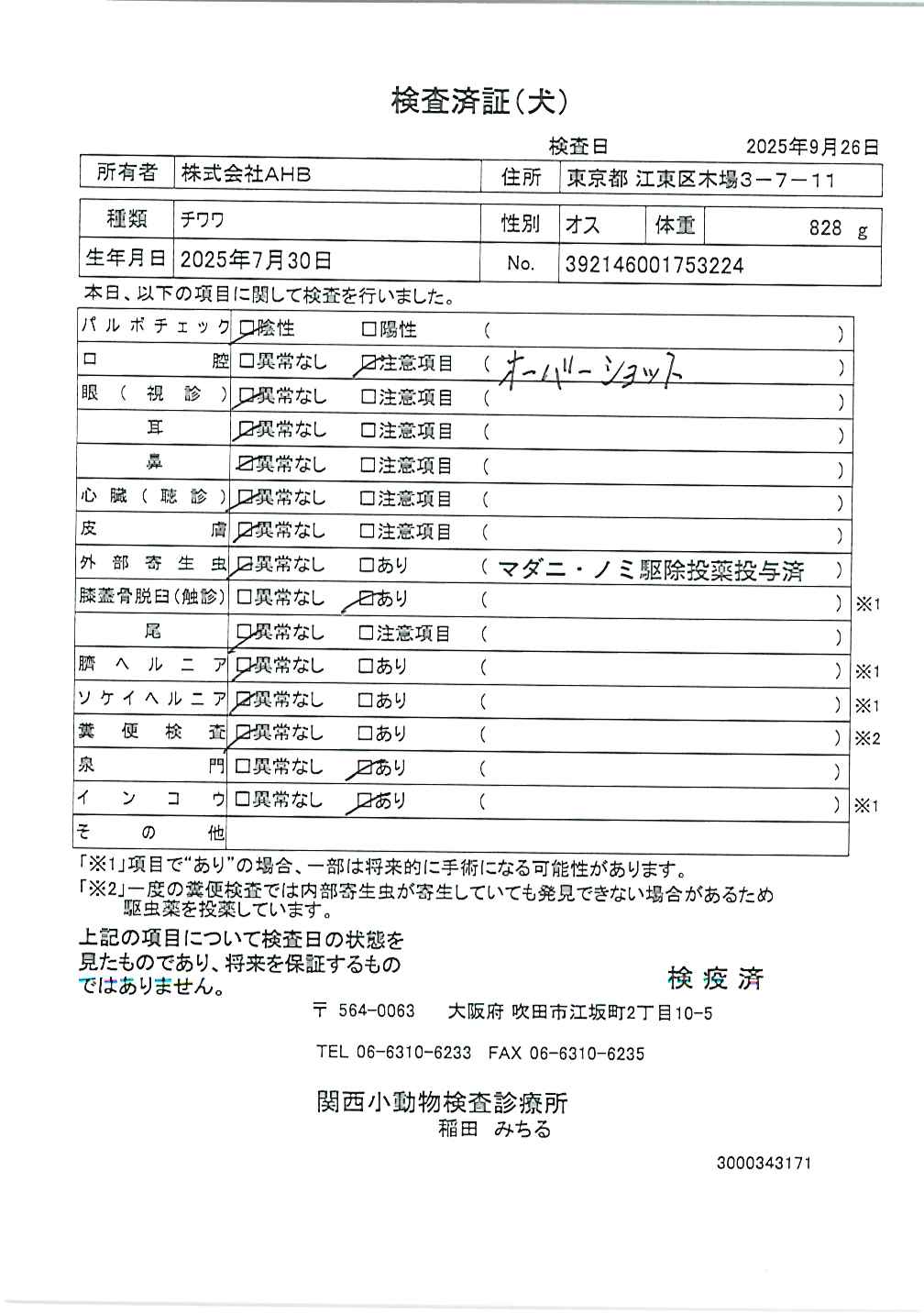 チワワ