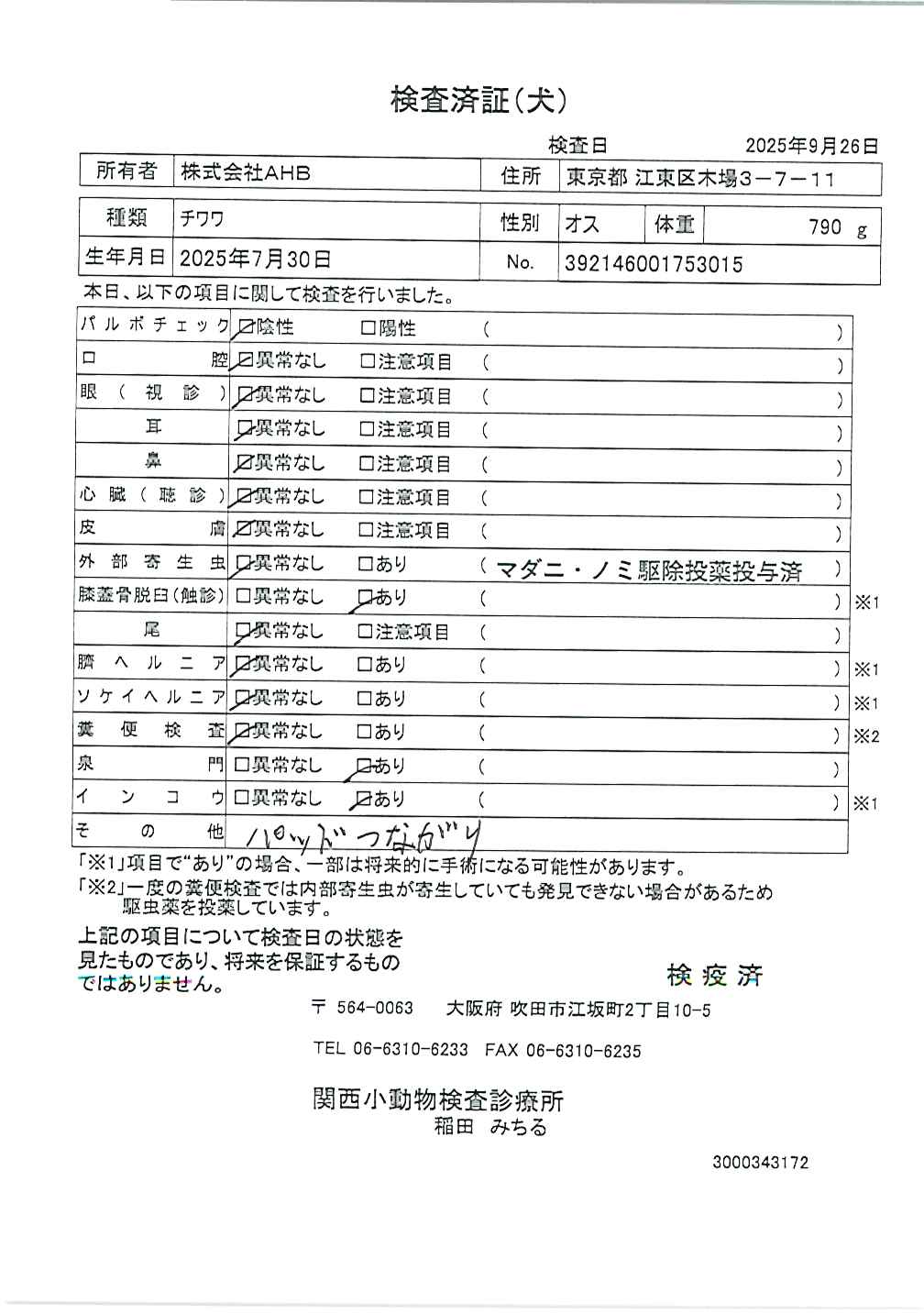 チワワ