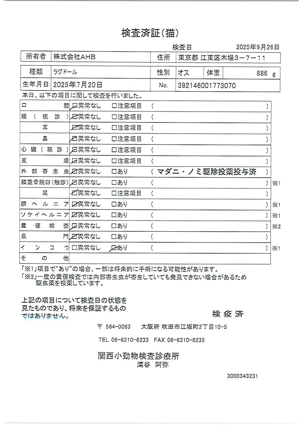 ラグドール