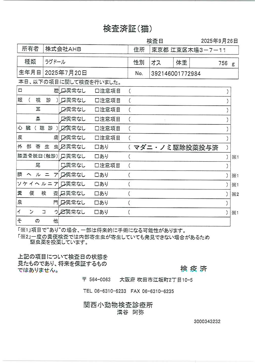 ラグドール