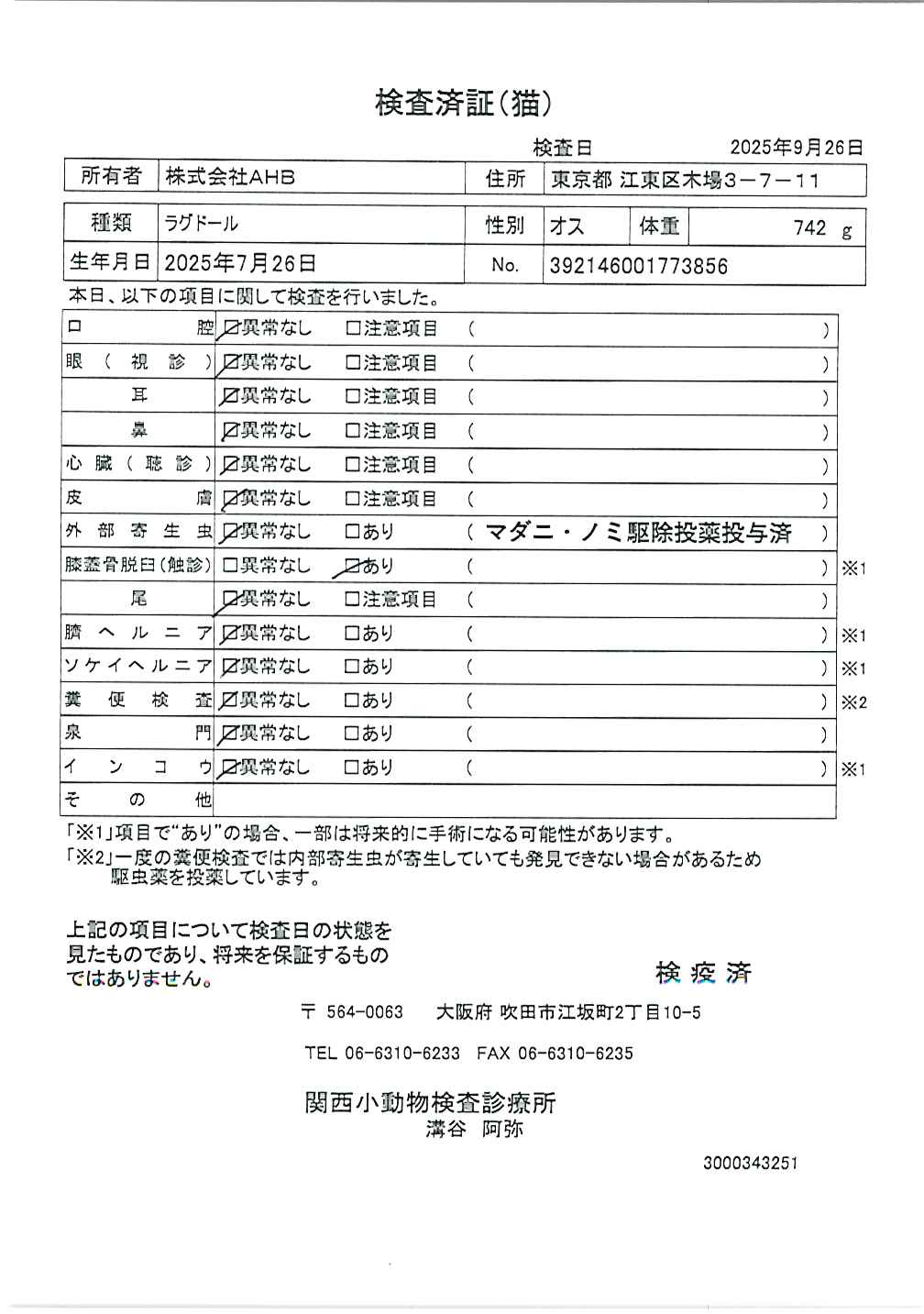 ラグドール