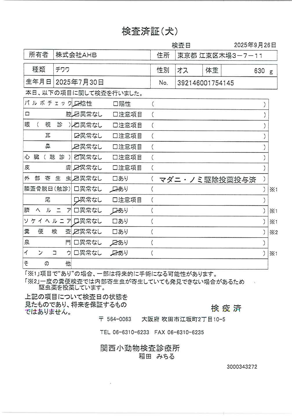 チワワ