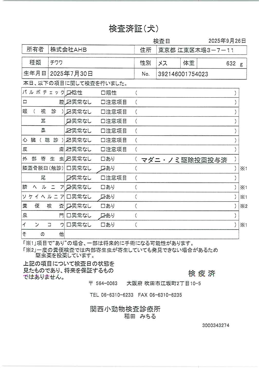 チワワ