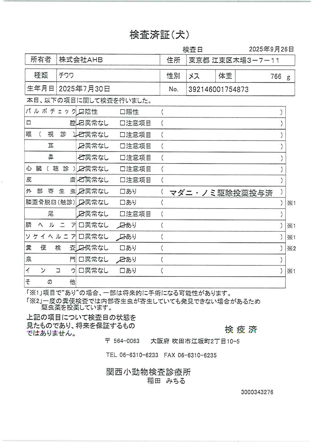 チワワ
