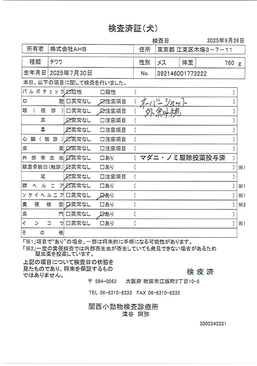 チワワ