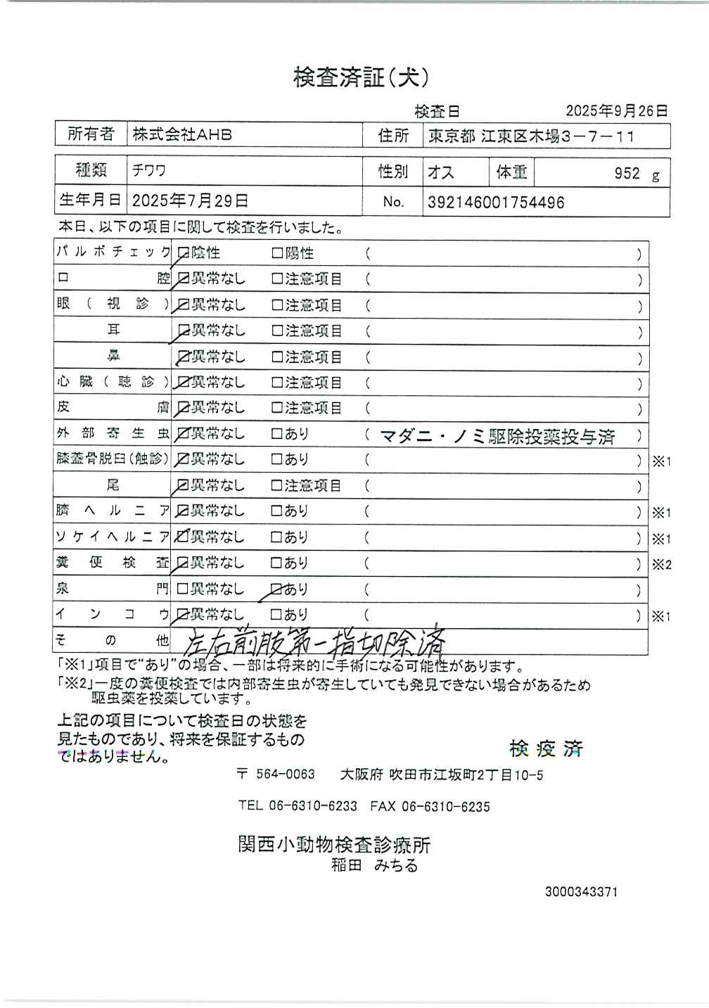 チワワ
