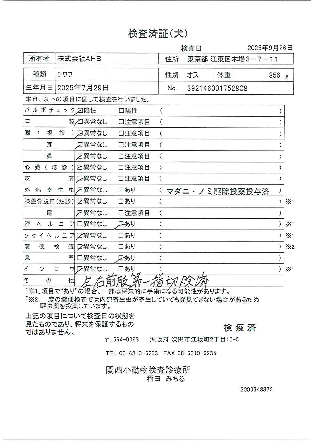 チワワ