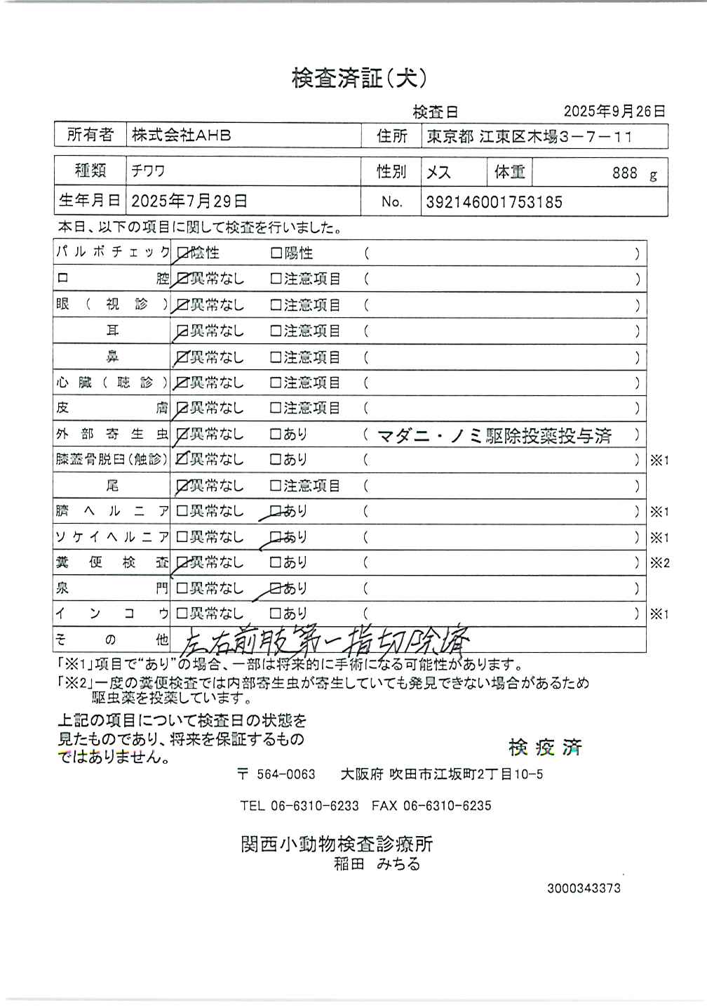 チワワ