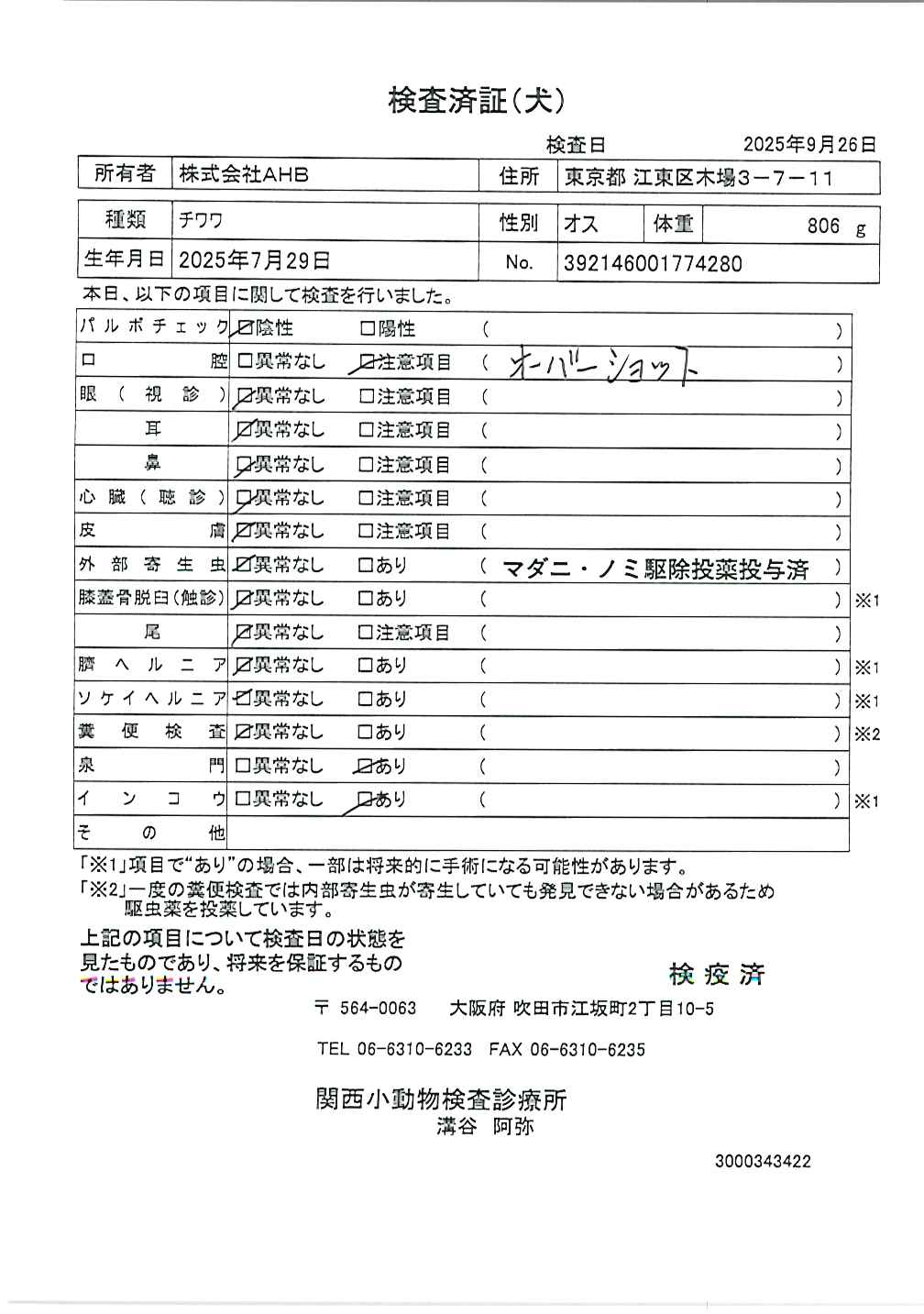 チワワ