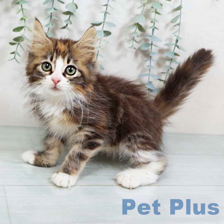 ノルウェージャンフォレストキャット