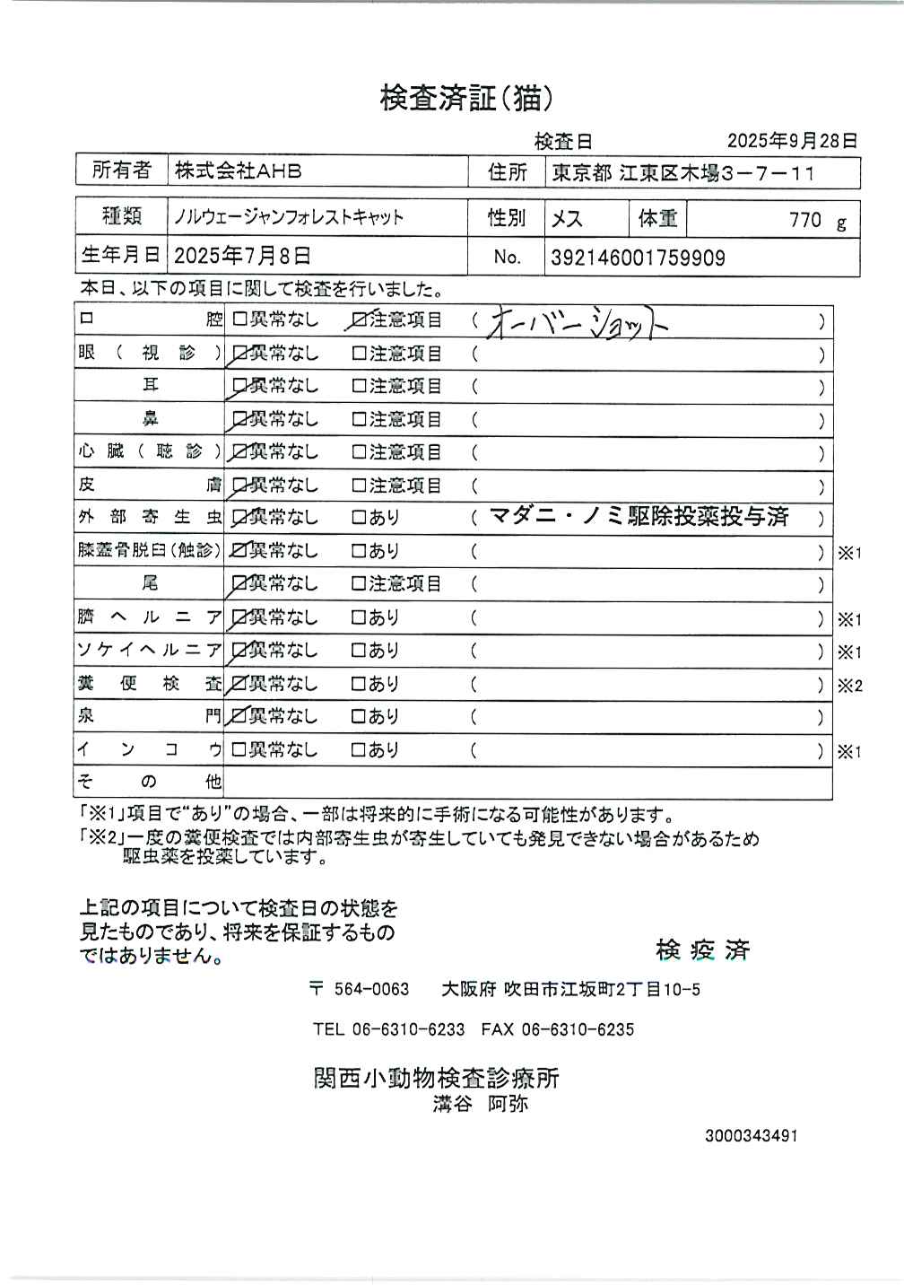 ノルウェージャンフォレストキャット