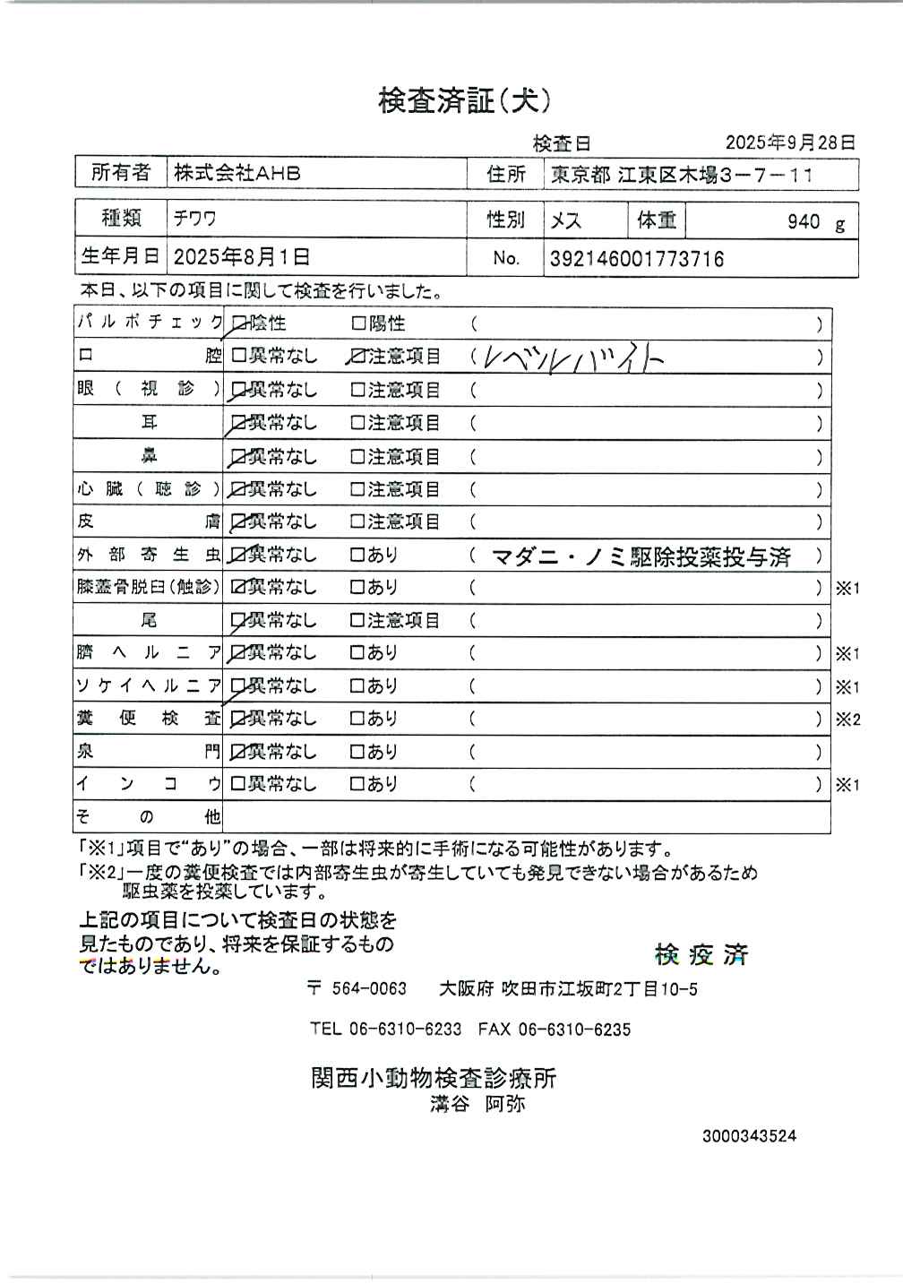 チワワ