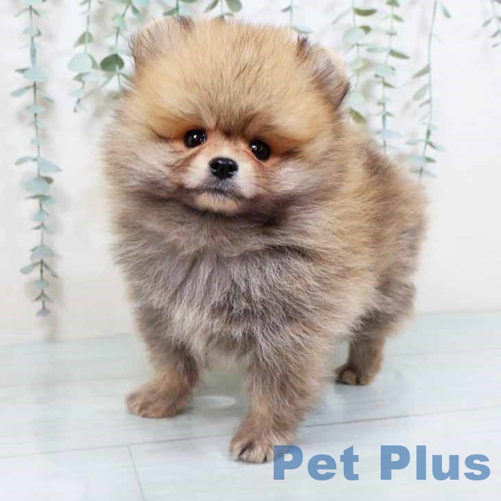 新潟県のポメラニアン (ペットプラス新潟青山店/2025年7月30日生まれ/男の子/オレンジ)の子犬の2枚目の画像