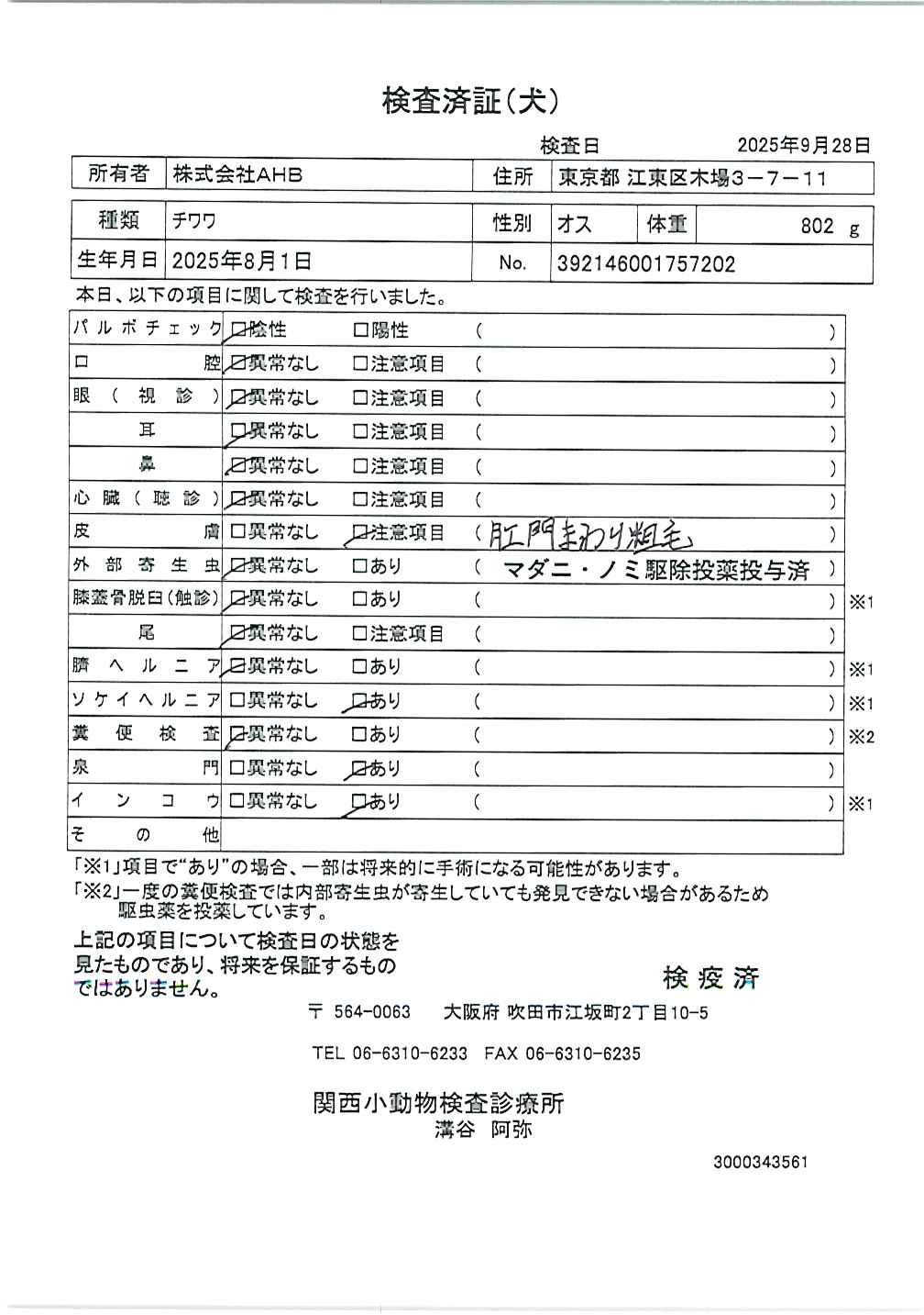 チワワ